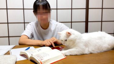 猫の隣りで試験勉強をするのは不可能です！【ポムさんとしまちゃん / ねこべや】