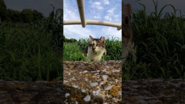 よく喋る猫#野良猫 #自由猫 #外猫 #Cat #猫  #ぬこ #子猫 #kitten  #shorts 　【感動猫動画】