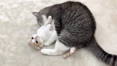生まれて初めて兄にグルーミングされたときの子猫の反応がかわいすぎた…笑【もちまる日記】