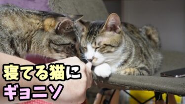 寝てる猫の鼻先にギョニソを近づけたら・・・　【リキちゃんねる　猫動画】 キジトラ 猫のいる暮らし