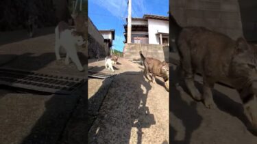 猫の大名行列#猫島 #野良猫 #自由猫 #外猫 #Cat #猫  #ぬこ #子猫 #kitten #catisland #shorts 　【感動猫動画】