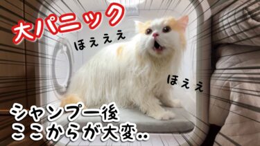 シャンプー後のドライヤーで愛猫が聞いた事ない声で喋り始めました汗【猫のレモンちゃんねる】