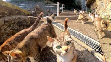オレ「そろそろ次の集会に行きます」猫たち「付いていくニャン」【感動猫動画】