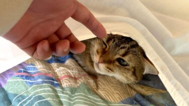 猫が居なくて焦っていたら予想外の場所から出てきた…！【ポムさんとしまちゃん / ねこべや】