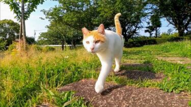 いつもの東屋に向かう公園の猫がカワイイ【感動猫動画】