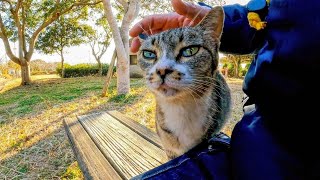 公園のベンチに座ると猫が隣にやってきて癒やされる【感動猫動画】