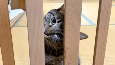 ２日ぶりに帰宅したら猫が早く飯を出せとブチギレてきた…【てん動画】