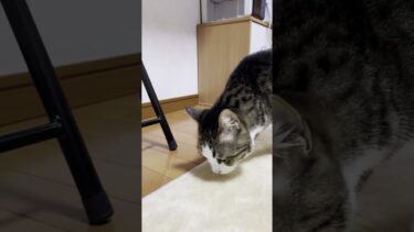 ダウジングでまさかのお宝発見ｗ【ひのき猫】