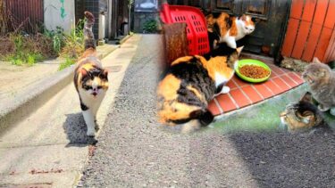 1年ぶりに飲み屋街の猫を見に来たら三毛猫が「今まで何故来なかったんだ」って駆けつけて来た😲【CuteWoo】