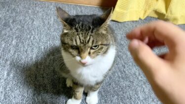 イカ耳状態の実家猫を触ろうとした結果…【てん動画】
