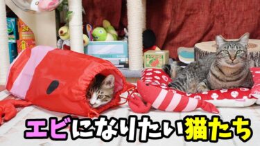 えびになりたい猫たち☆縄張り意識強めな弟猫ゴマちゃん＆控えめお兄ちゃん猫ガーちゃん☆ペティオ  エビのなりきりシャカシャカ通りぬけ袋　【リキちゃんねる　猫動画】 キジトラ 猫のいる暮らし