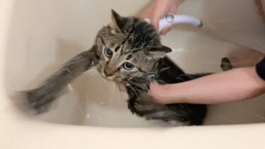 狂暴猫をお風呂に入れたら大暴れして逃走して大変なことに…【てん動画】