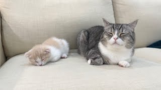 仲良く爆睡してる兄弟猫に「ごはん食べる？」と聞いてみたらこうなりましたw【もちまる日記】