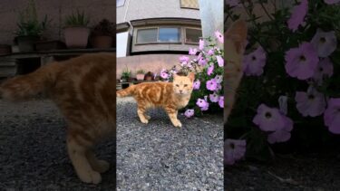 #猫島 #野良猫 #自由猫 #外猫 #Cat #猫  #ぬこ #子猫 #kitten #catisland #shorts【感動猫動画】