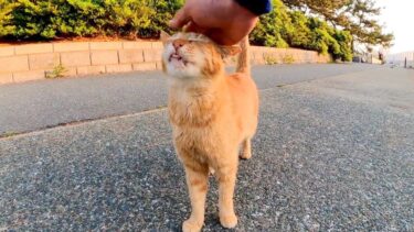 夕方の防波堤にいた茶トラ猫、ナデナデするとゴロゴロ喉を鳴らしてカワイイ【感動猫動画】