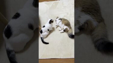 もはや魂の宿ったぬいぐるみ【ひのき猫】
