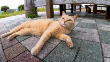 猫島に上陸してすぐの東屋に猫が沢山いたのでナデナデしてきた【感動猫動画】
