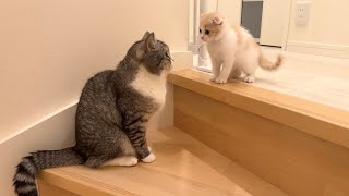 階段が怖くて降りられない子猫を見た兄猫がこうなりました…【もちまる日記】
