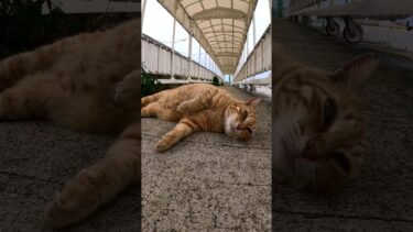 ゴロゴロ#猫島 #野良猫 #自由猫 #外猫 #Cat #猫  #ぬこ #子猫 #kitten #catisland #shorts 　【感動猫動画】