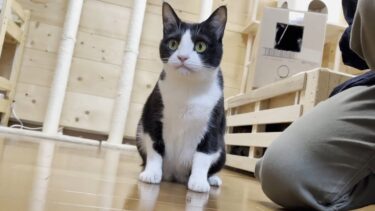 煮干し味に不満げな猫の態度がわるかった【ひのき猫】