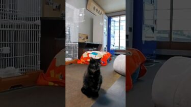 旅館に帰ると猫が出迎えてくれて楽しい#猫島 #Cat #猫  #ぬこ #子猫 #kitten #catisland #shorts  　【感動猫動画】