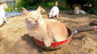 【猫島】廃校した小学校での猫の集会、フライパンをベッド代りにする猫がいてカワイイ【感動猫動画】