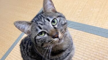 1日ぶりに家に帰宅したら猫にガン無視された…【てん動画】