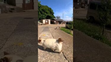 港付近の猫たち駆け寄ってきた#猫島 #野良猫 #自由猫 #外猫 #Cat #猫  #ぬこ #子猫 #kitten #catisland #shorts【感動猫動画】