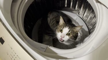 洗濯機に入って怒られた猫が言い訳してます【ひのき猫】
