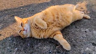 防波堤で寝ていた野良猫、近くに行くとモフられに出てきた【感動猫動画】