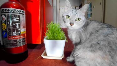 【猫旅館】ネッコ「猫草うめぇ」【感動猫動画】