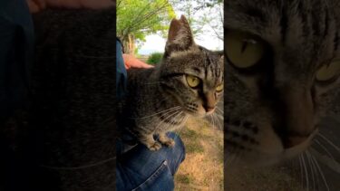 公園の猫が膝の上に乗ってきた#猫島 #野良猫 #自由猫 #外猫 #Cat #猫  #ぬこ #子猫 #kitten #catisland #shorts【感動猫動画】