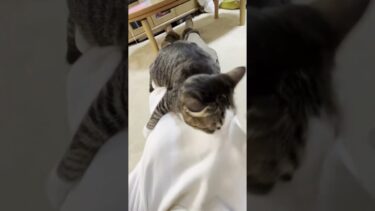 お母さんの胸の上で寛ぎすぎな猫【ひのき猫】