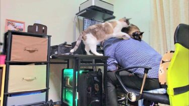 背中にくっついて離れないシャムエ🐈の元へ今度はペポ🐈が来た結果🤭【CuteWoo】