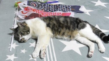 こいのぼりになった猫　～2019年のリキちゃん～　【リキちゃんねる　猫動画】 キジトラ 猫のいる暮らし