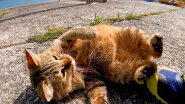 猫島で漁港付近にいたら猫がトコトコ歩いてきて甘えてきた【感動猫動画】
