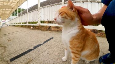 フェリー乗り場の猫ちゃん、ナデナデされてぺったんこになる【感動猫動画】