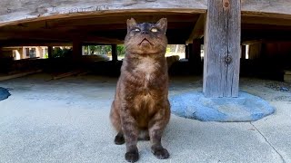 会うと挨拶してくる神社の黒猫ちゃんがかわい過ぎる【感動猫動画】