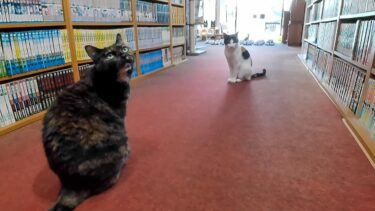 猫旅館到着。猫スタッフ「いらっしゃいませニャン」「お部屋に案内しますニャン」【感動猫動画】