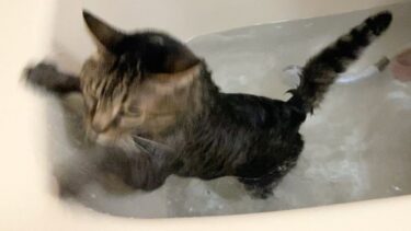 凶暴な猫を久しぶりにお風呂にぶち込んで水責めしてみた【てん動画】