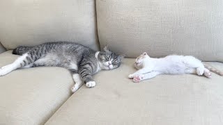 朝から一緒に遊びすぎて疲れ果てた猫たちがソファーでこうなってました…笑【もちまる日記】