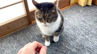 久しぶりに帰省して実家猫に触ろうとした結果…【てん動画】