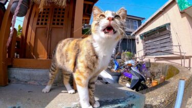 猫島で小さな祠で寝ていた三毛猫ちゃん、近くに行くとモフられに起きてきた【感動猫動画】