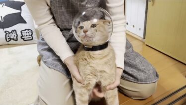 透明カプセルを被るとどんなに怖い猫でも可愛くなります【ひのき猫】