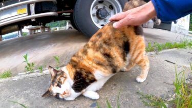 漁港の三毛猫ちゃんは腰トントンが好き【感動猫動画】