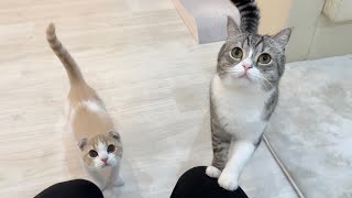 少しコンビニに行っただけで甘えんぼ猫たちが寂しくてこうなっちゃいました…【もちまる日記】