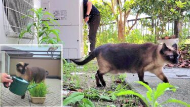 草好きなシャム猫に栽培中の猫草を提供した結果💦【CuteWoo】