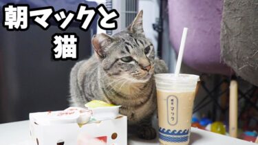 おうちで朝マック☆見守る猫ガーちゃん☆包装紙でキャッチボール・気になるものには猫パンチを・・・【リキちゃんねる　猫動画】 キジトラ 猫のいる暮らし