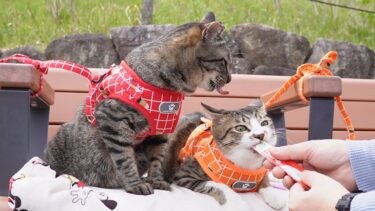 【二匹の猫とお出かけ】 花よりちゅ～る・思い出の場所巡り　～桜がまだ残る公園散歩・その3～【リキちゃんねる　猫動画】 キジトラ 猫のいる暮らし