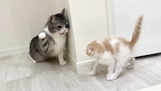 初めて兄に本気ギレされちゃった子猫の反応がかわいすぎたw【もちまる日記】